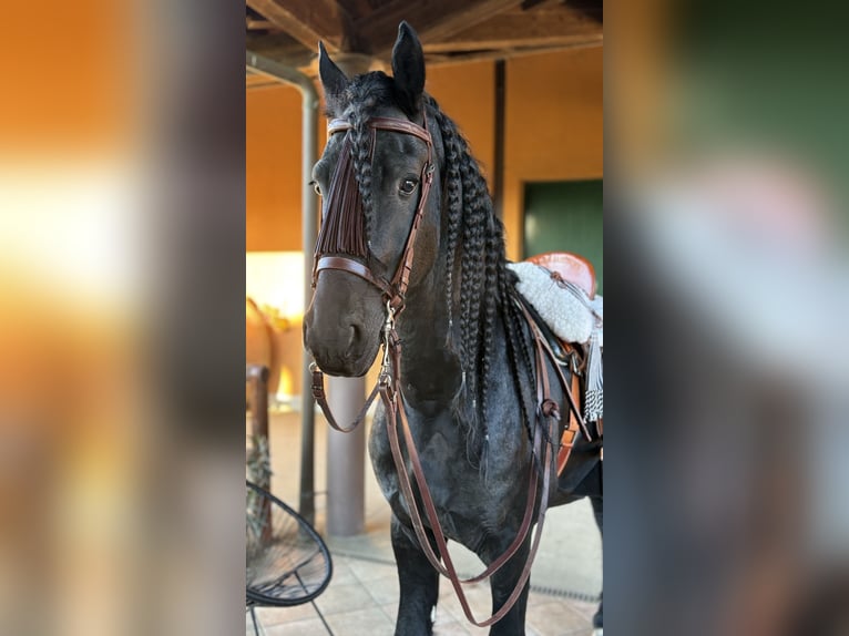 Fries paard Hengst 7 Jaar 172 cm Zwart in Boccaleone