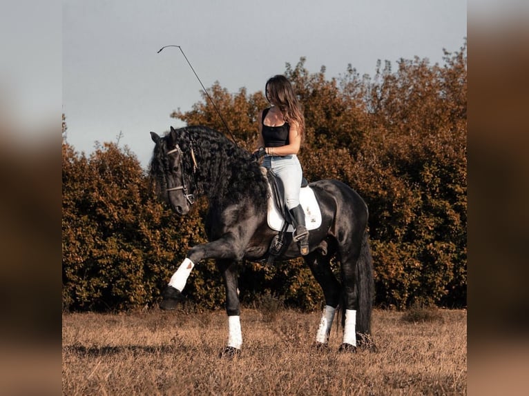 Fries paard Hengst 7 Jaar 172 cm Zwart in Boccaleone
