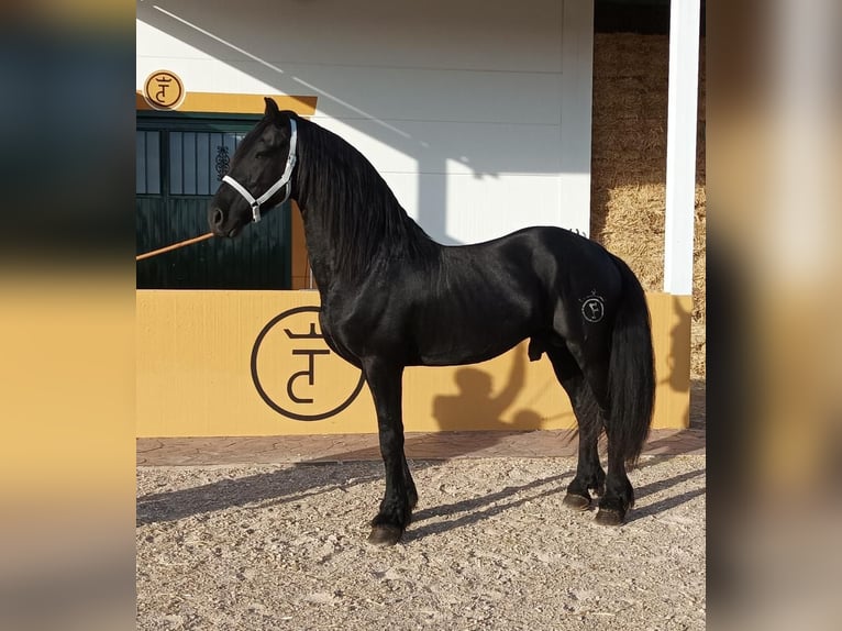 Fries paard Hengst 7 Jaar 172 cm Zwart in Madrid