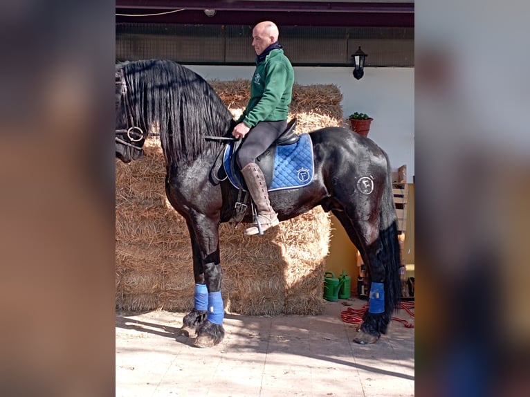 Fries paard Hengst 7 Jaar 172 cm Zwart in Madrid