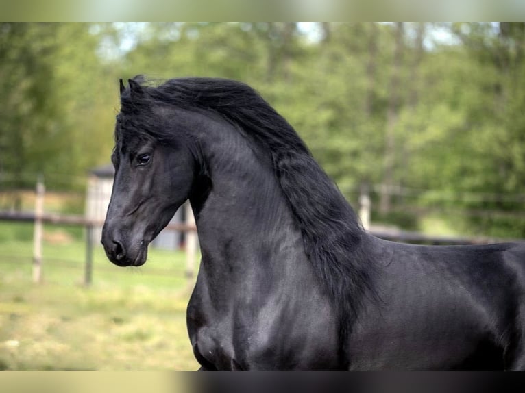 Fries paard Hengst 7 Jaar Donkerbruin in Petersdorf
