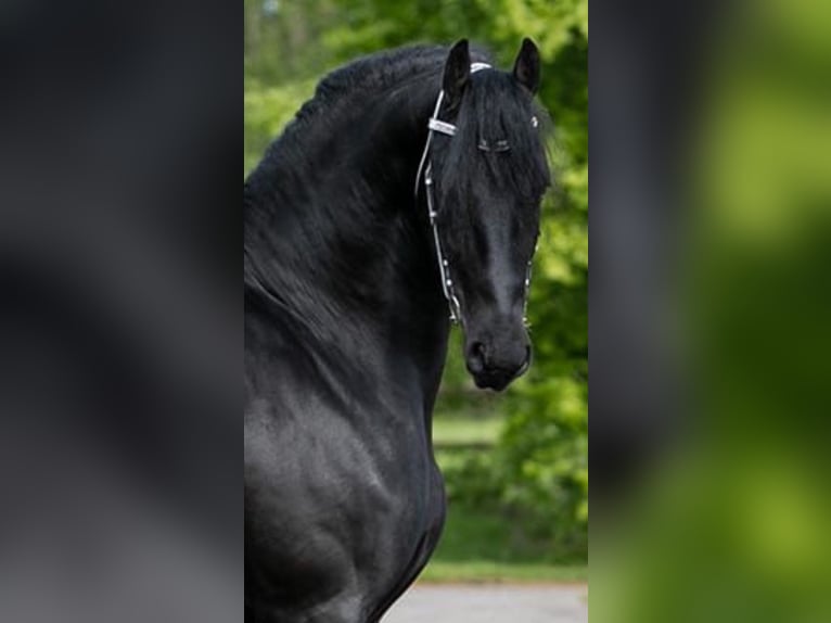 Fries paard Hengst 7 Jaar Donkerbruin in Petersdorf