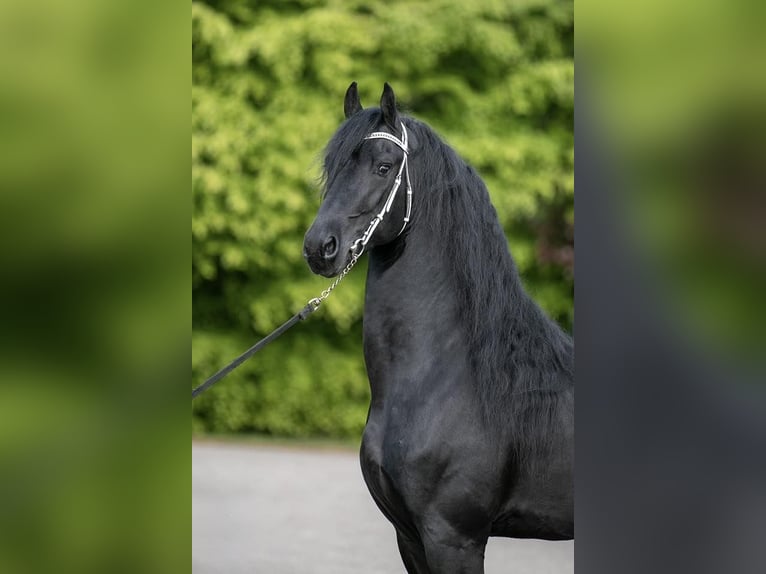 Fries paard Hengst 7 Jaar Donkerbruin in Petersdorf