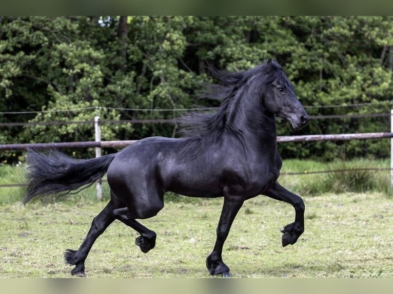 Fries paard Hengst 7 Jaar Donkerbruin in Petersdorf