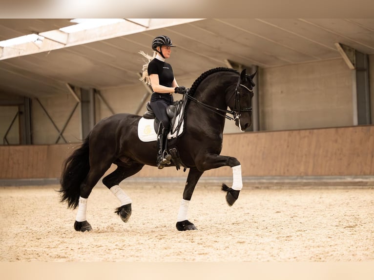 Fries paard Hengst 7 Jaar in Aalsmeer