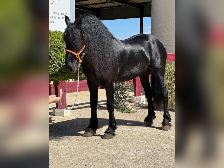 Fries paard Hengst 7 Jaar Zwart in La Rinconada