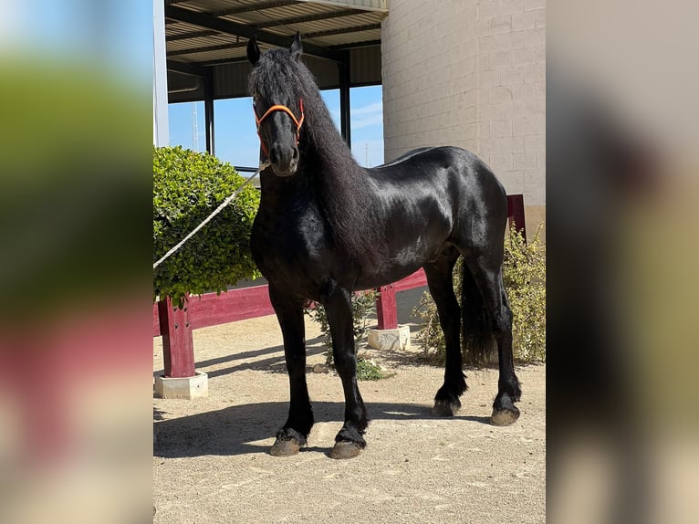 Fries paard Hengst 7 Jaar Zwart in La Rinconada