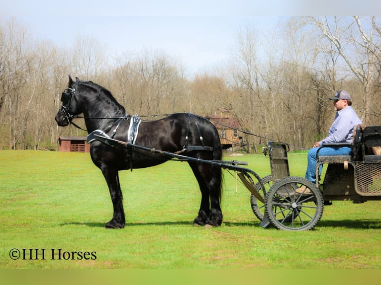 Fries paard Hengst 8 Jaar 157 cm Zwart in Flemingsburg
