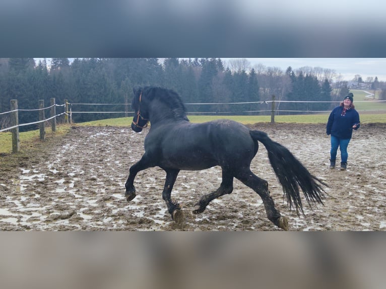 Fries paard Mix Hengst 8 Jaar 160 cm Zwart in Feichten an der Alz
