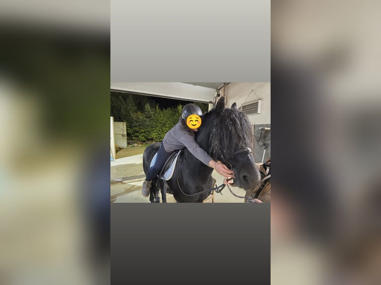 Fries paard Mix Hengst 8 Jaar 160 cm Zwart in Feichten an der Alz