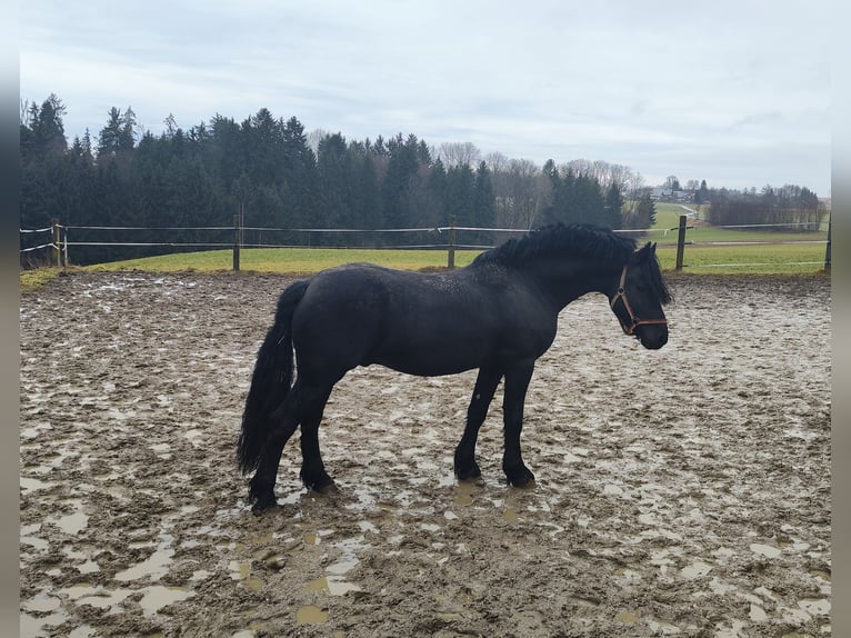 Fries paard Mix Hengst 8 Jaar 160 cm Zwart in Feichten an der Alz