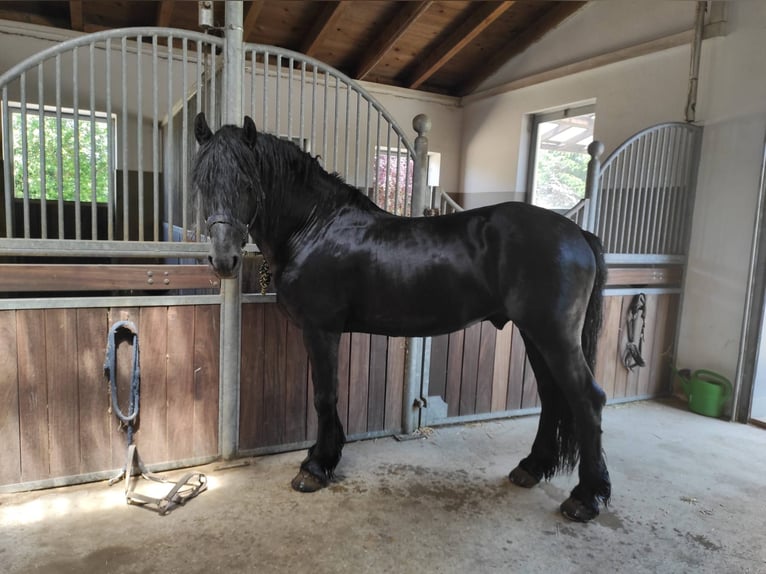Fries paard Mix Hengst 8 Jaar 160 cm Zwart in Feichten an der Alz