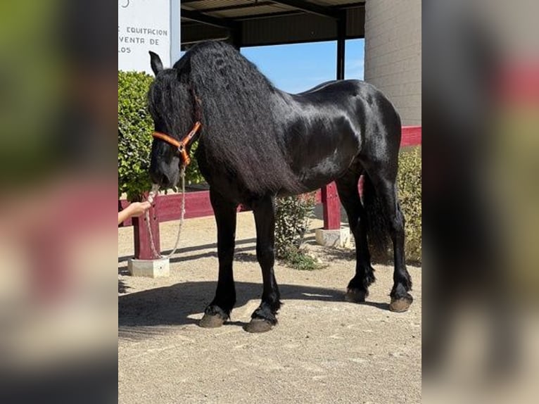 Fries paard Hengst 8 Jaar 163 cm Zwart in Sevilla