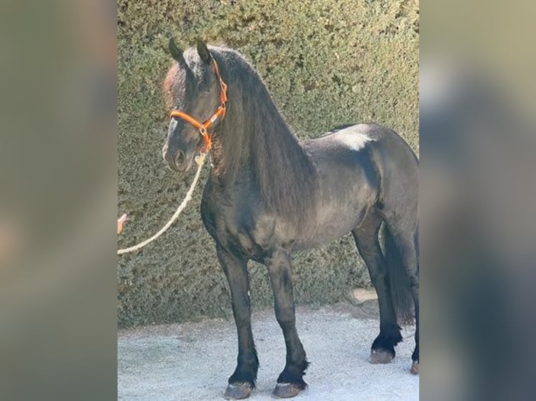 Fries paard Hengst 8 Jaar 163 cm Zwart in Sevilla