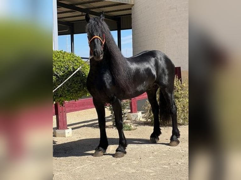 Fries paard Hengst 8 Jaar 163 cm Zwart in Sevilla