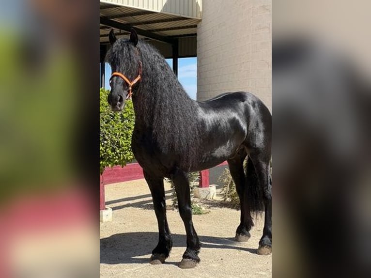 Fries paard Hengst 8 Jaar 163 cm Zwart in Sevilla