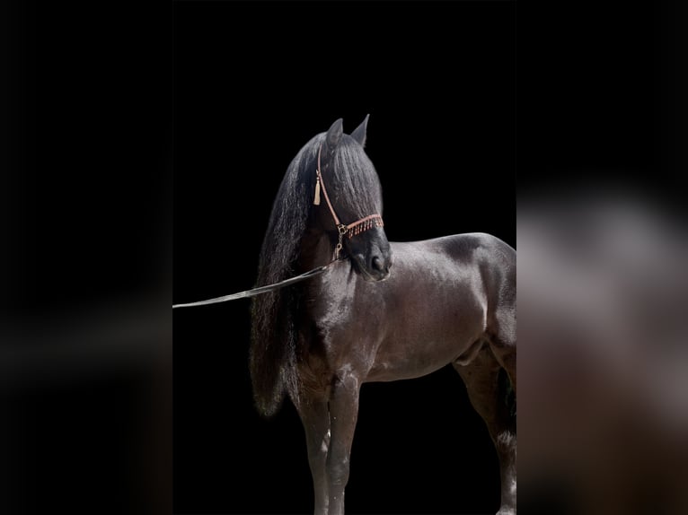 Fries paard Hengst 8 Jaar 163 cm Zwart in Malaga