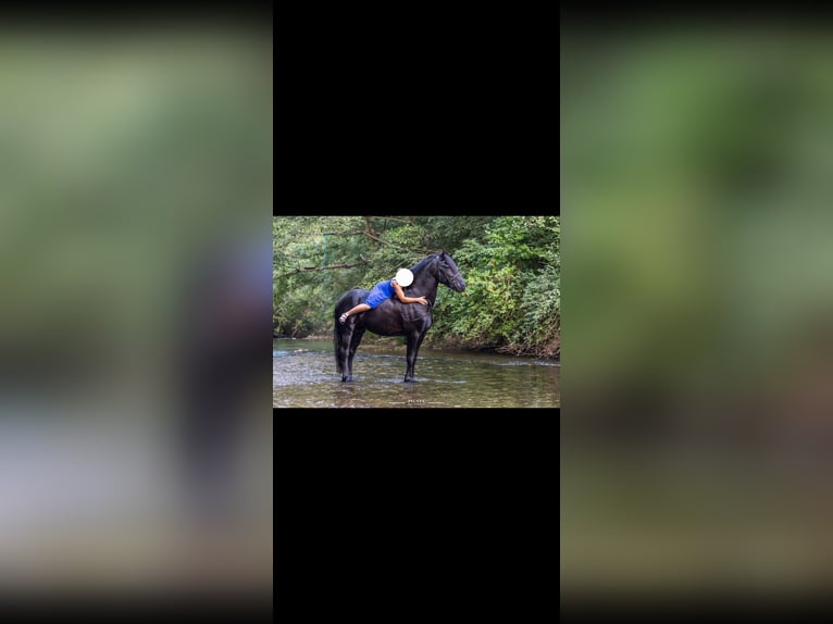Fries paard Hengst 8 Jaar 163 cm Zwart in Courfaivre