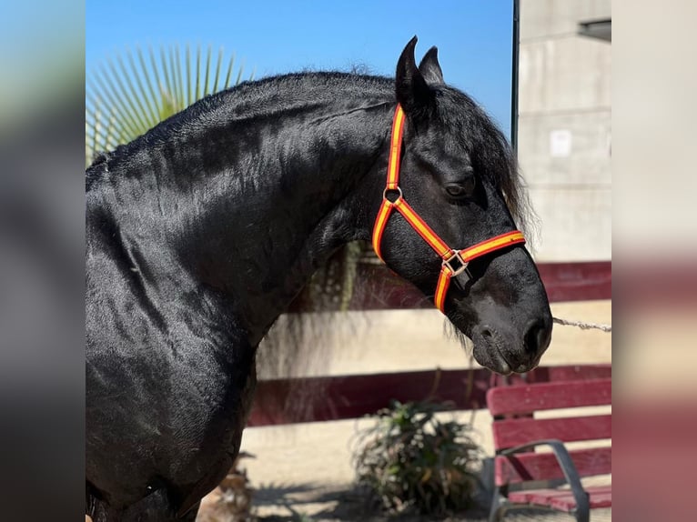 Fries paard Hengst 8 Jaar 166 cm Zwart in Martfeld