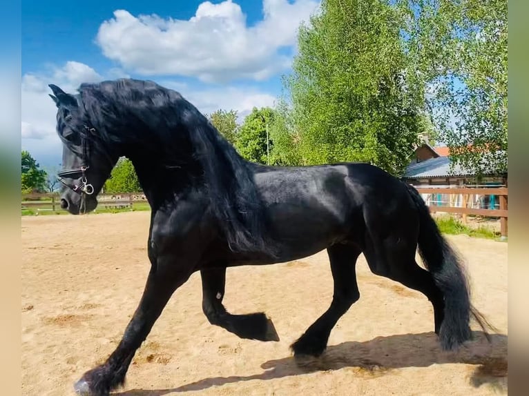 Fries paard Hengst 8 Jaar 167 cm Zwart in Drewryville