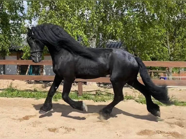 Fries paard Hengst 8 Jaar 167 cm Zwart in Drewryville