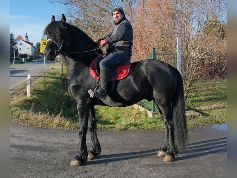 Fries paard Hengst 8 Jaar 168 cm Zwart in Buttstädt