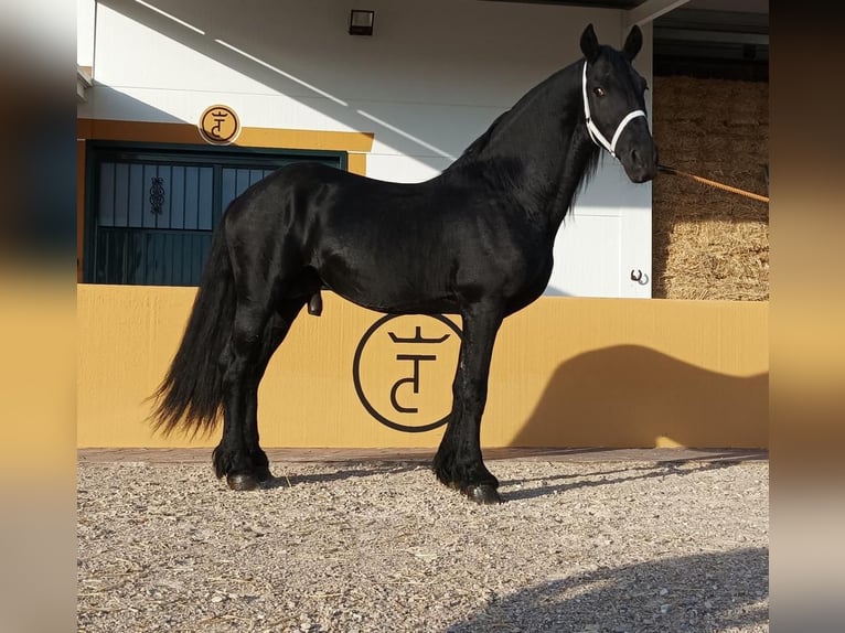 Fries paard Hengst 8 Jaar 172 cm Zwart in Madrid