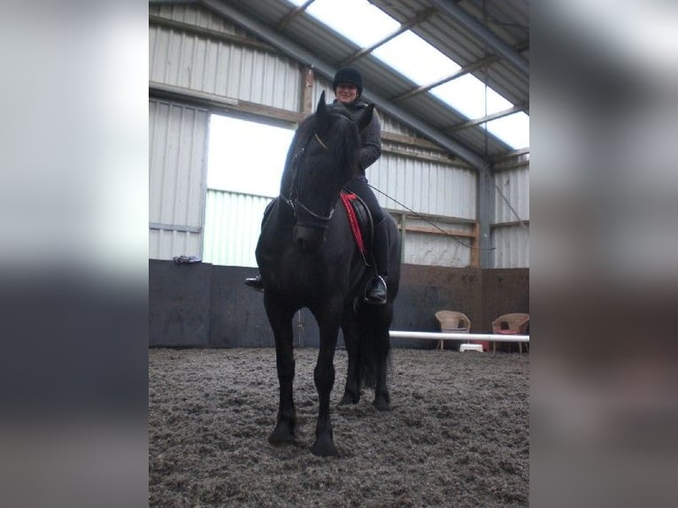 Fries paard Mix Hengst 8 Jaar 177 cm Donkere-vos in Krefeld