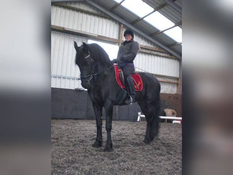 Fries paard Mix Hengst 8 Jaar 177 cm Donkere-vos in Krefeld