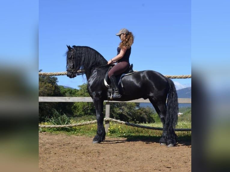 Fries paard Hengst 8 Jaar Zwart in Algeciras