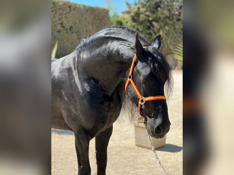 Fries paard Hengst 8 Jaar Zwart in La Rinconada