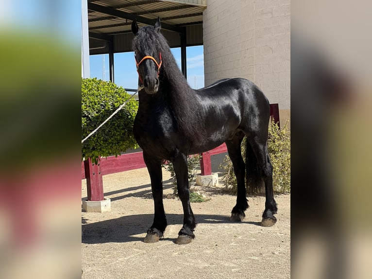 Fries paard Hengst 8 Jaar Zwart in La Rinconada