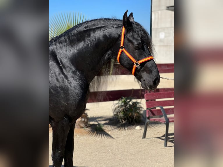 Fries paard Hengst 8 Jaar Zwart in La Rinconada