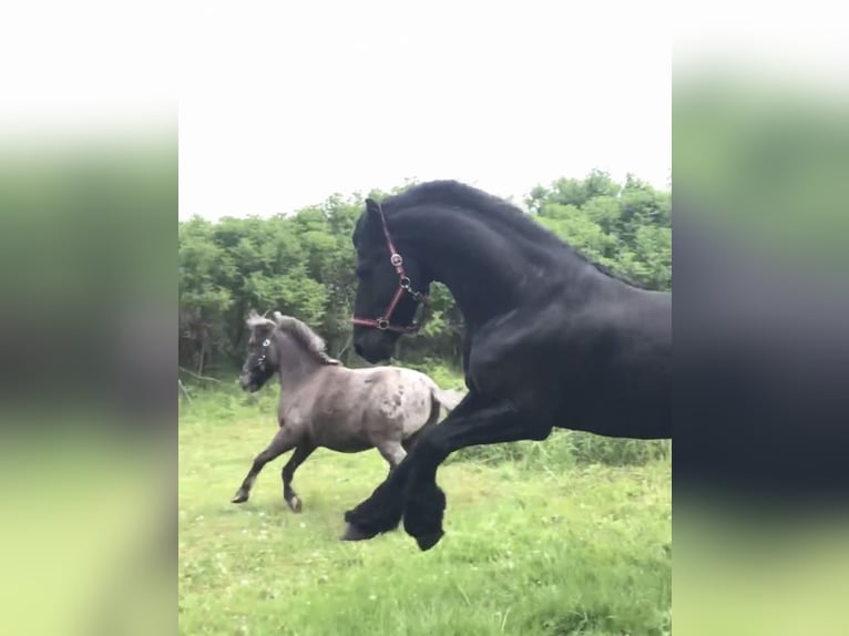 Fries paard Hengst 9 Jaar 158 cm Zwart in G&#xF6;rmin
