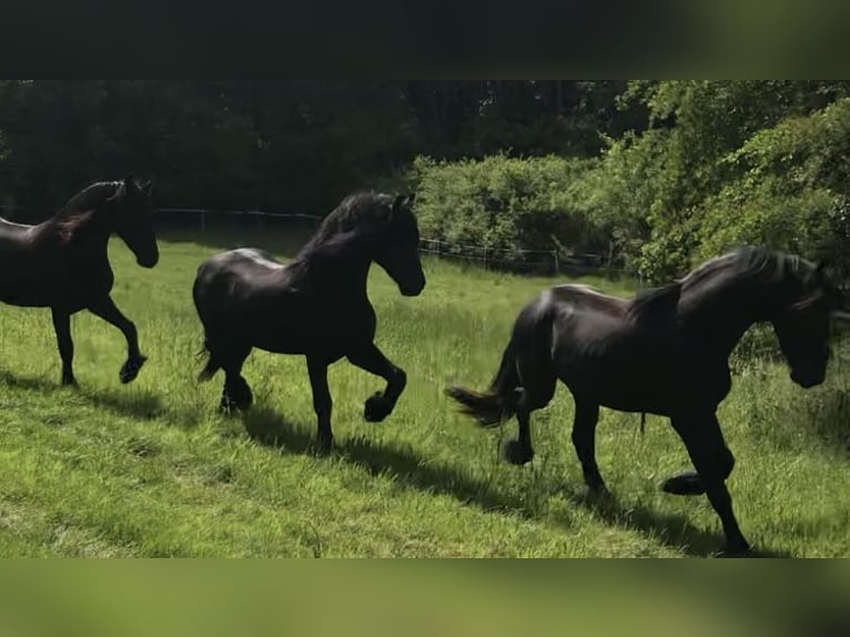 Fries paard Hengst 9 Jaar 158 cm Zwart in G&#xF6;rmin