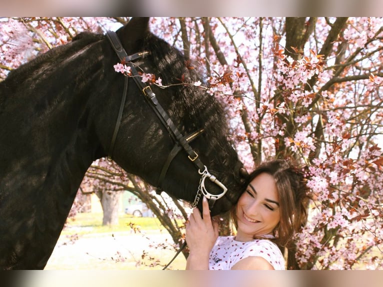 Fries paard Hengst 9 Jaar 172 cm Zwart in Bergamo