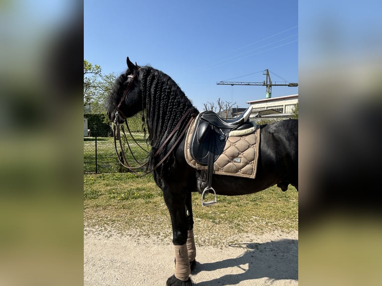 Fries paard Hengst 9 Jaar 172 cm Zwart in Bergamo