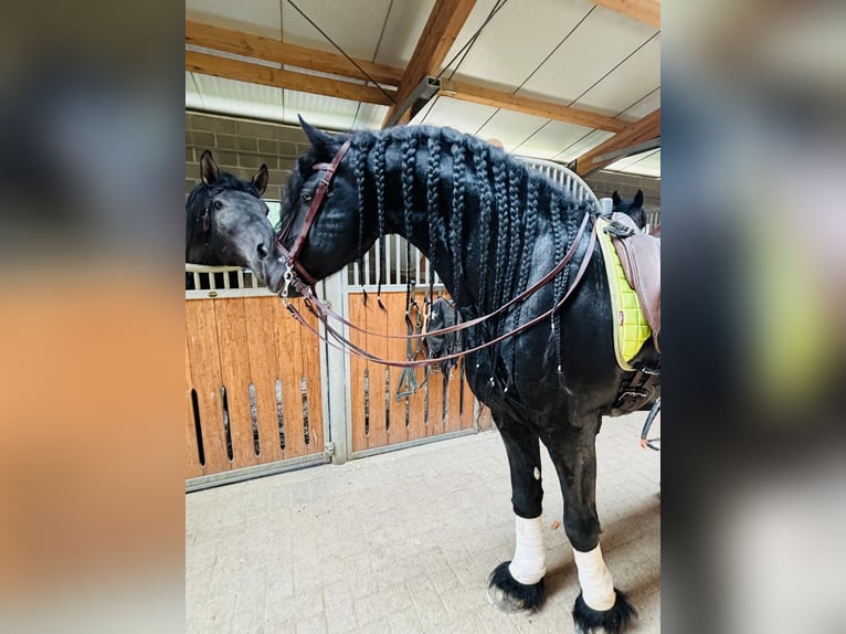 Fries paard Hengst 9 Jaar 172 cm Zwart in Bergamo