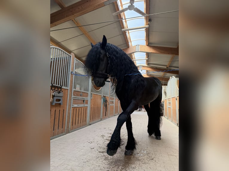 Fries paard Hengst 9 Jaar 172 cm Zwart in Bergamo