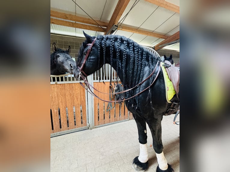 Fries paard Hengst 9 Jaar 172 cm Zwart in Bergamo