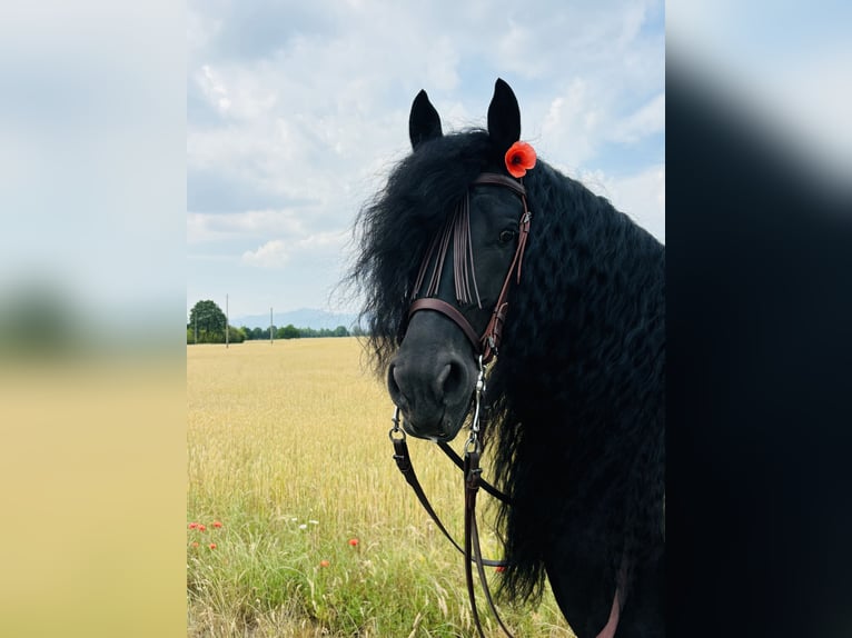 Fries paard Hengst 9 Jaar 172 cm Zwart in Bergamo
