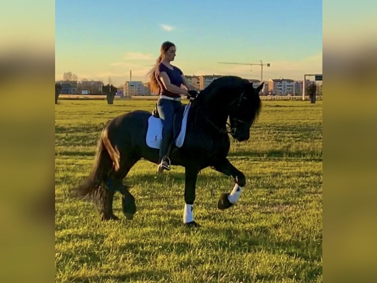 Fries paard Hengst 9 Jaar 172 cm Zwart in Bergamo