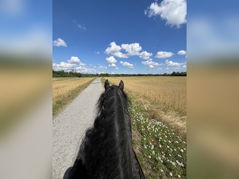 Fries paard Hengst 9 Jaar 172 cm Zwart in Bergamo