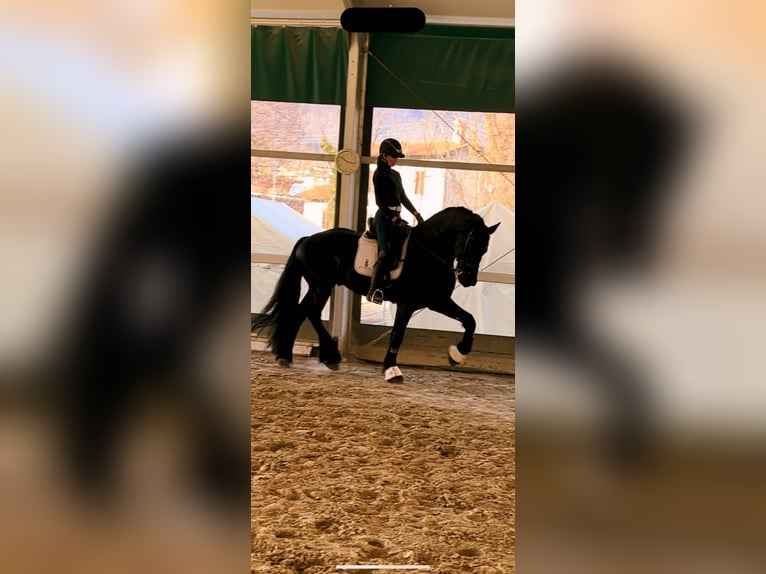 Fries paard Hengst 9 Jaar 172 cm Zwart in Bergamo