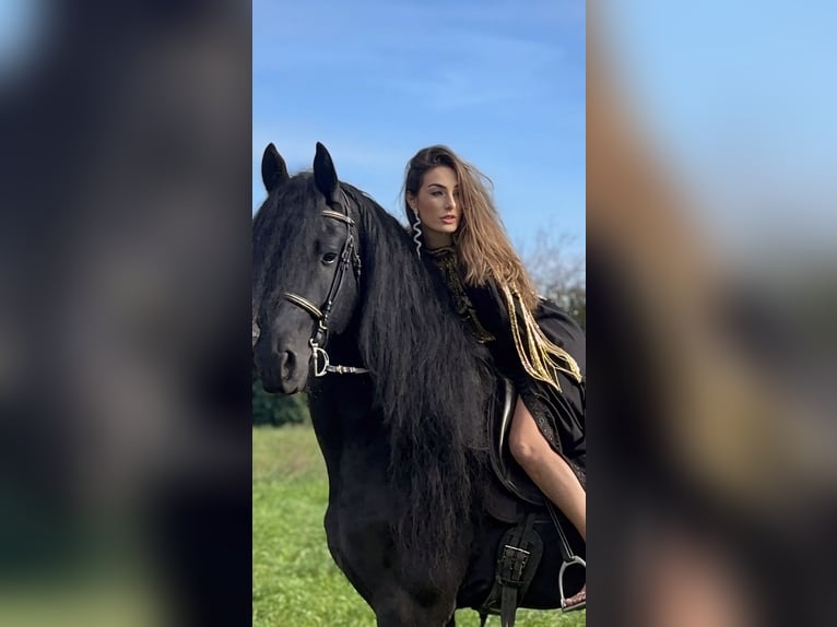 Fries paard Hengst 9 Jaar 172 cm Zwart in Bergamo