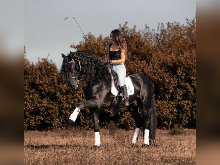 Fries paard Hengst 9 Jaar 172 cm Zwart in Bergamo