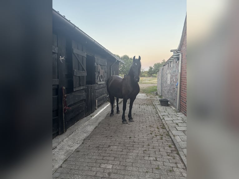 Fries paard Mix Hengst Veulen (03/2026) 130 cm Zwart in Bockhorn GoelriehenfeldBockhorn