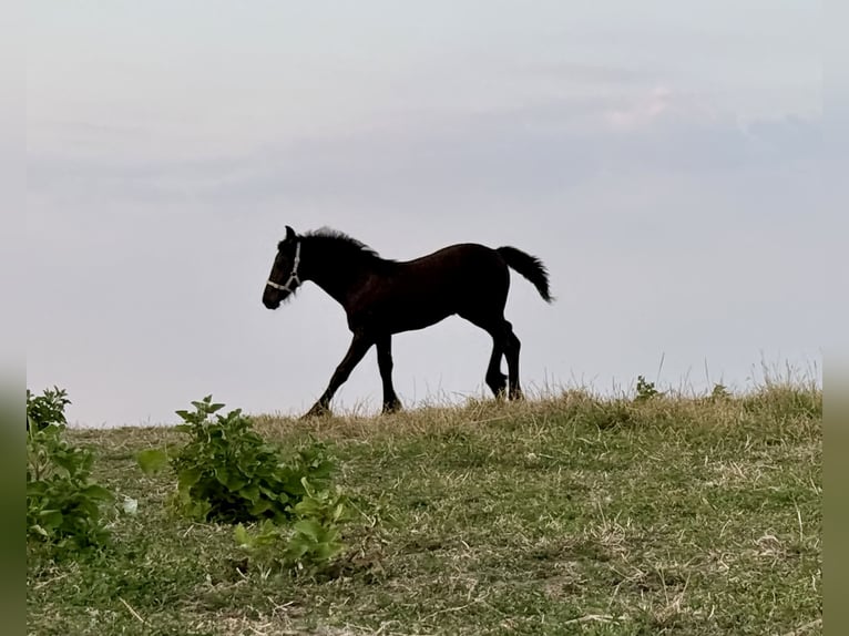 Fries paard Hengst Veulen (03/2026) 150 cm Zwart in Ossenisse