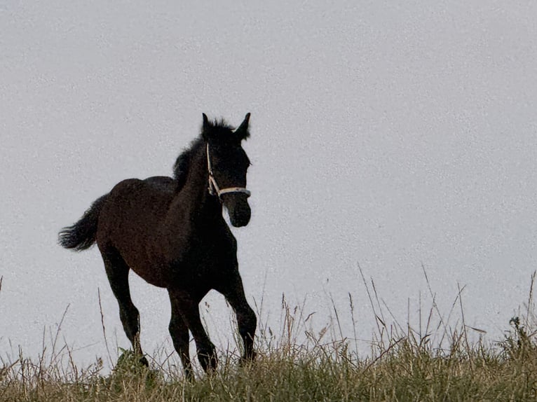 Fries paard Hengst Veulen (03/2026) 150 cm Zwart in Ossenisse