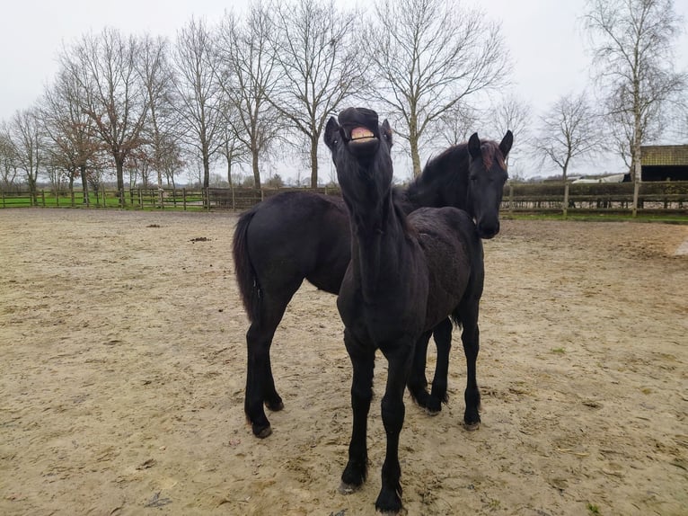 Fries paard Hengst  159 cm Zwart in Bunde